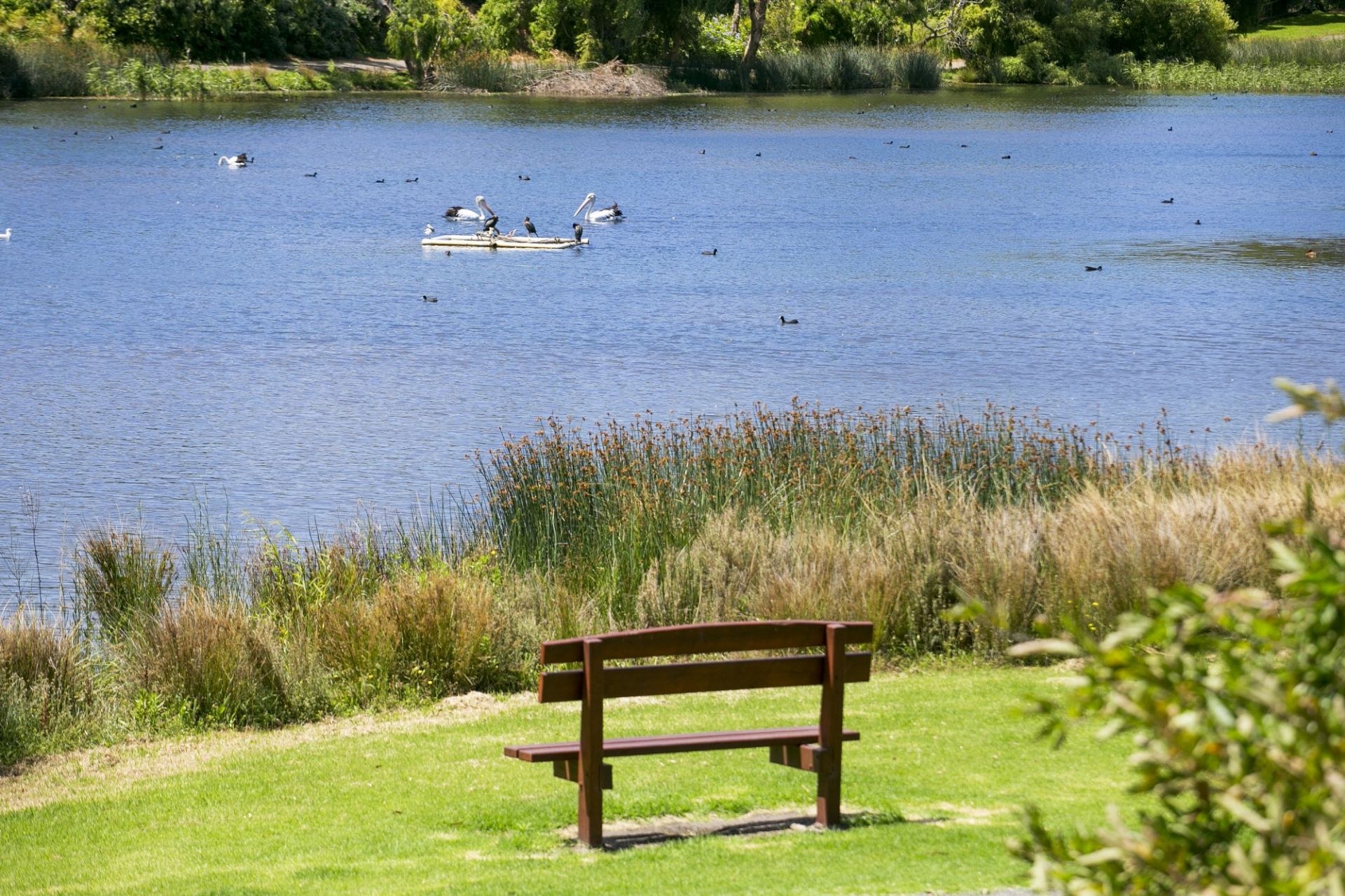 Real Estate For Sale 53 Lake Avenue Ocean Grove , VIC