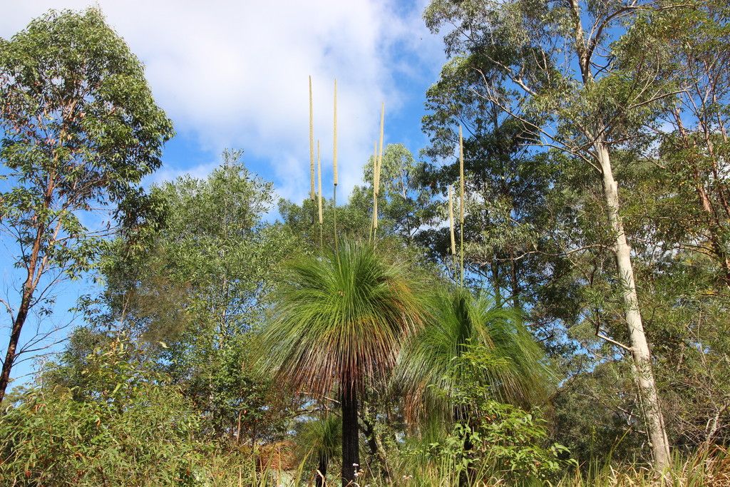 , TELEGRAPH POINT NSW 2441