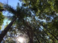 125 Sawreys Road Mons QLD, Mons - Thumbnail 6