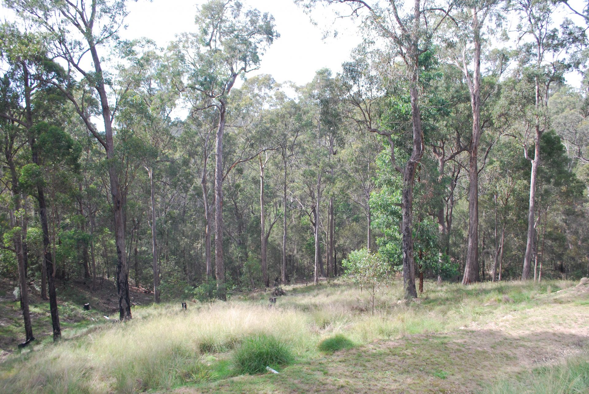 8 Ferngully Lane, Millingandi