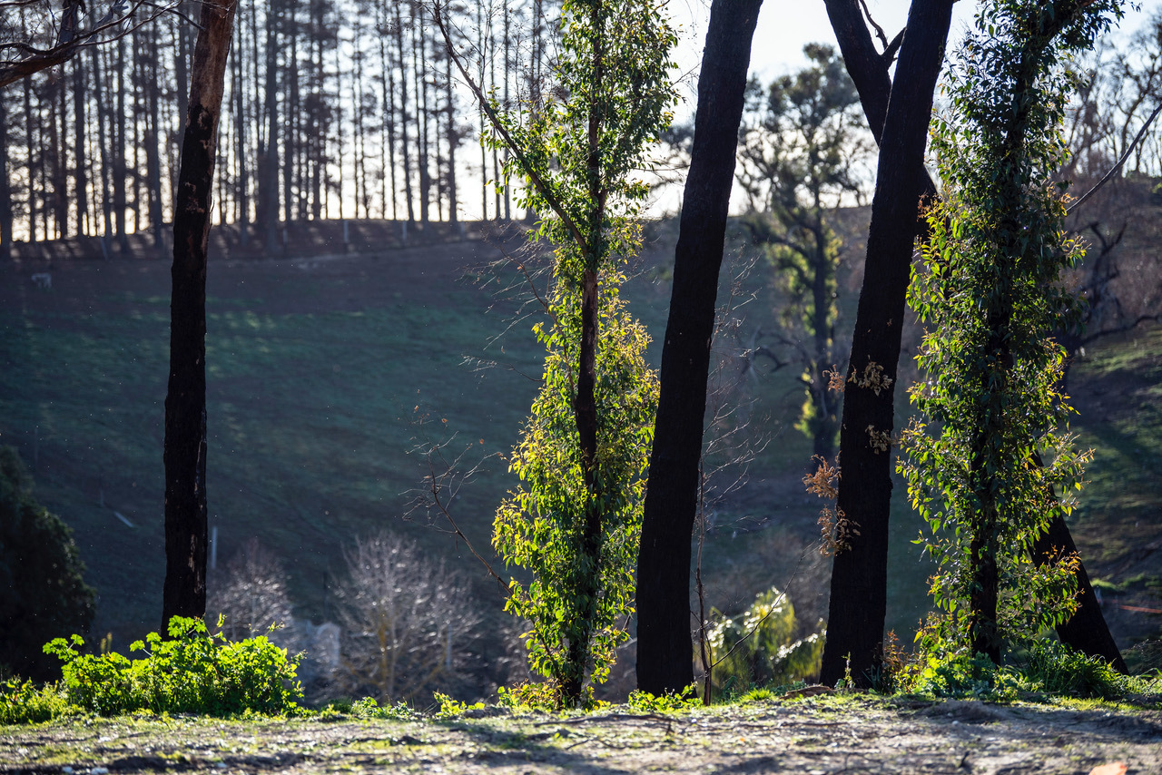 1 MILL ROAD Lobethal 5241