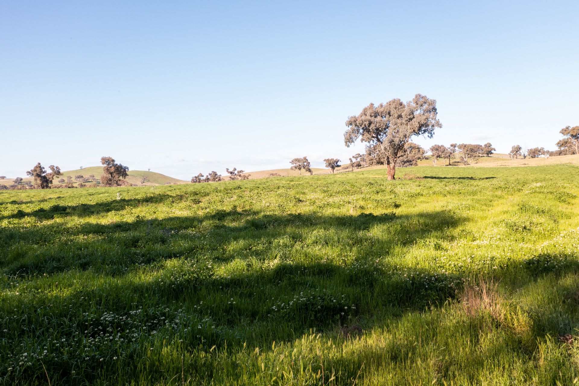 'Prospect' Sheridan Park Road, Boorowa NSW, Boorowa - Thumbnail 7
