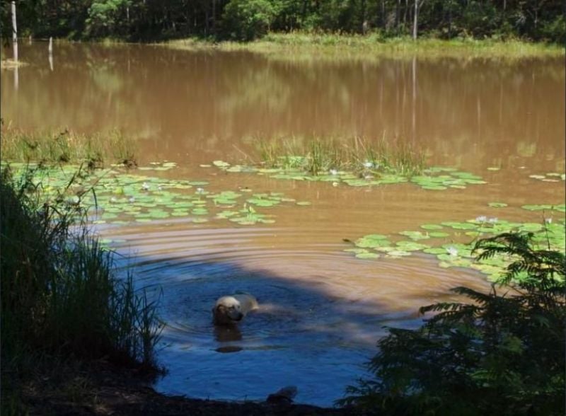 14 Bunderra Way Cooran QLD, Cooran - Thumbnail 6