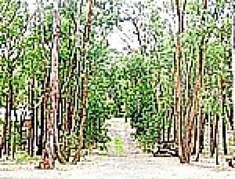 DALES CREEK, Dales Creek - Thumbnail 4