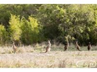 Lot 15 Kangaroo Loop, Birchmont, Birchmont - Thumbnail 2