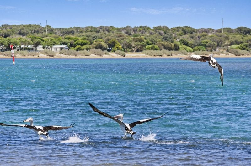 1/8 Guthridge Street Ocean Grove VIC, Ocean Grove - Thumbnail 3