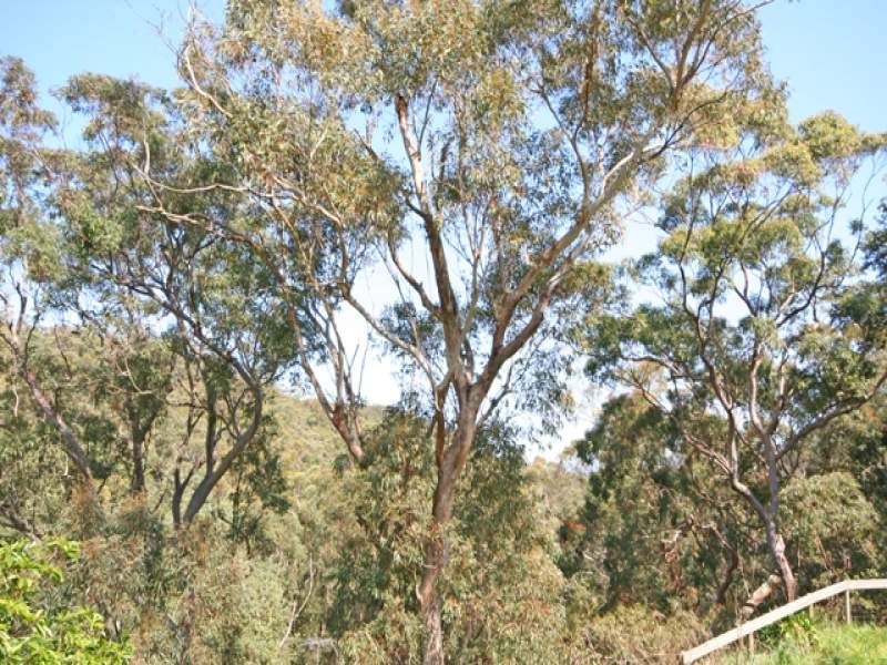 BOWEN MOUNTAIN, NSW, Bowen Mountain - Thumbnail 4