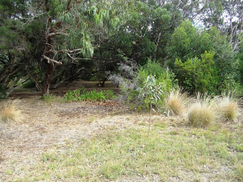 87 Seventh Avenue, Anglesea, VIC, Anglesea - Thumbnail 3