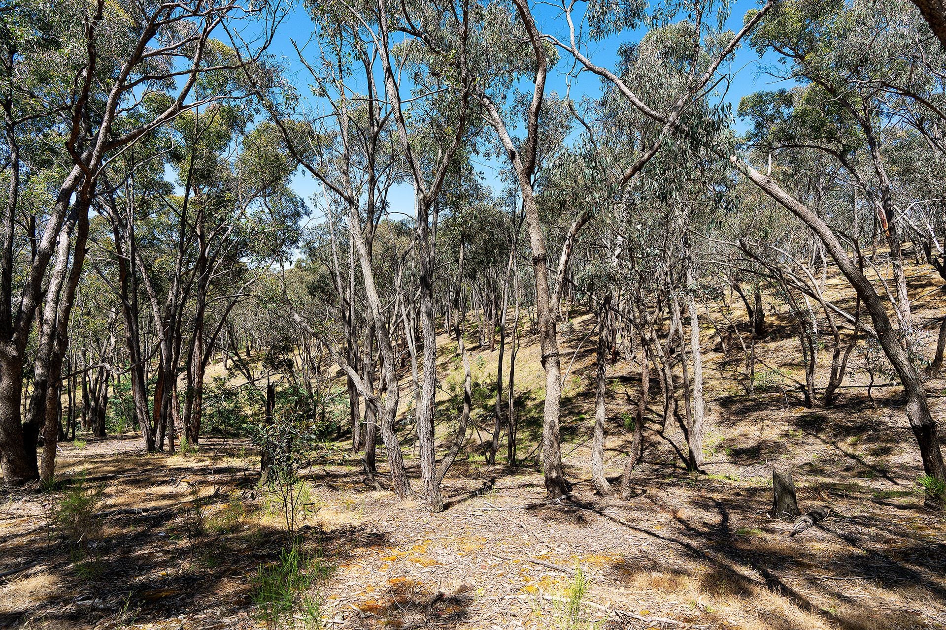 480 Boundary Gully Road Yandoit Hills, Yandoit Hills - Thumbnail 8