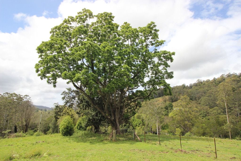 210 North Branch Rd, UPSALLS CREEK NSW 2439