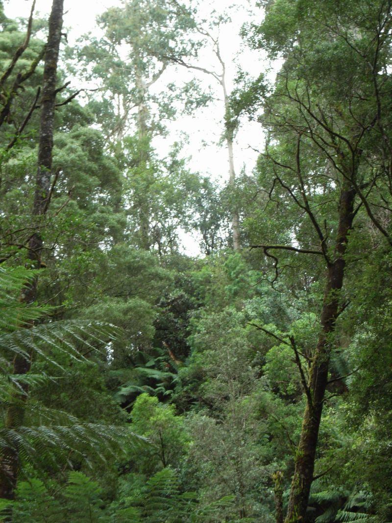 1110 Skenes Creek-Forrest Road Tanybryn VIC, Tanybryn - Thumbnail 3