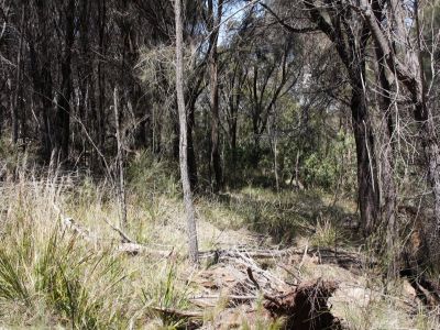 Lot 11 Port Sorell Main Road, PORT SORELL, Port Sorell - Thumbnail 2