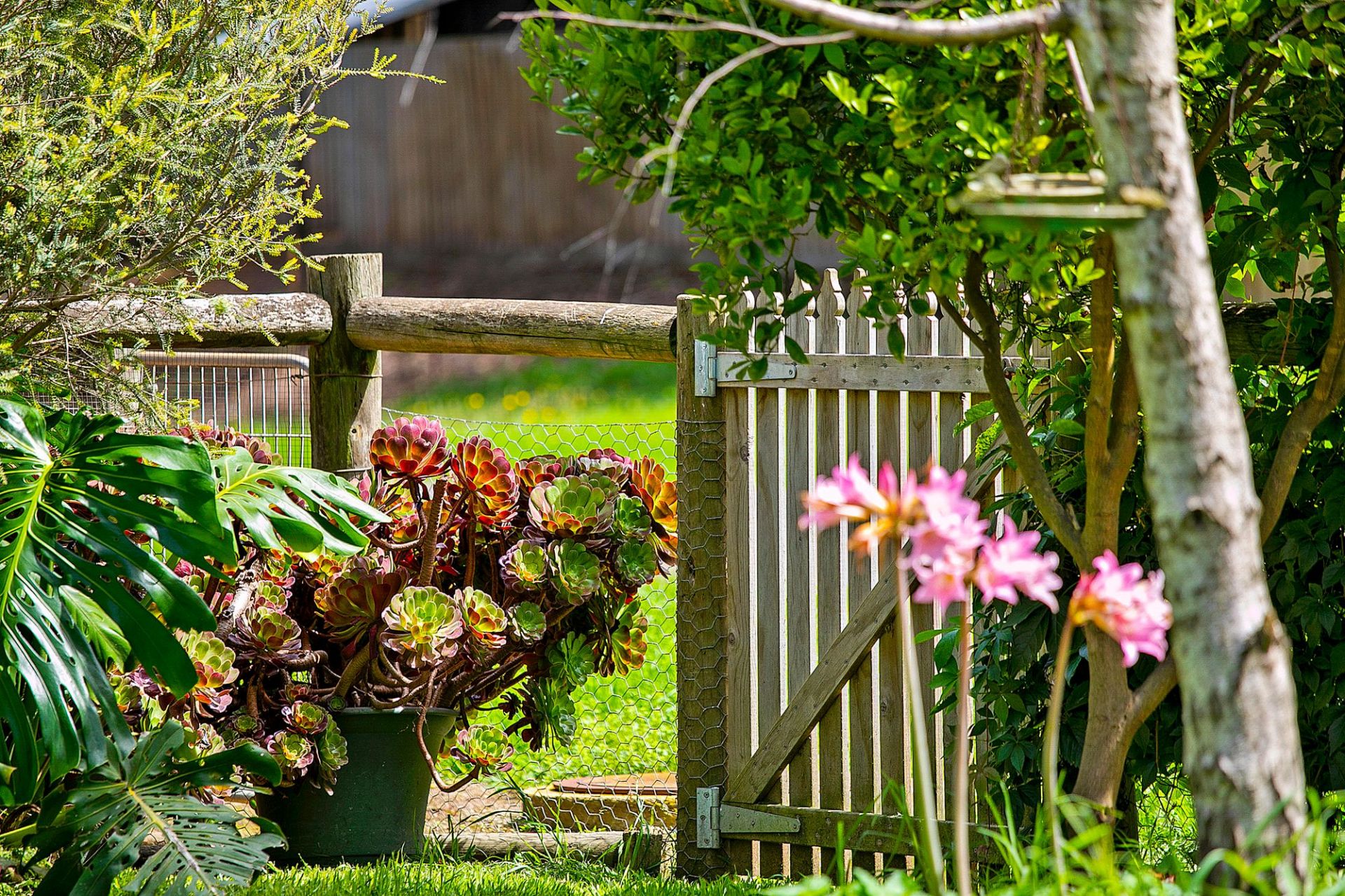 31 Kalinga Road Ocean Grove VIC, Ocean Grove - Thumbnail 4