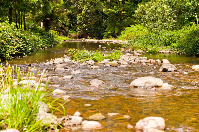 1135 Barham River Road, Apollo Bay, VIC, Apollo Bay - Thumbnail 2
