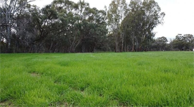 17 McKee Road, Echuca Village VIC 3564