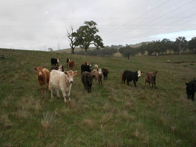 Lot 30 Mount Torrens Road Tungkillo 5236