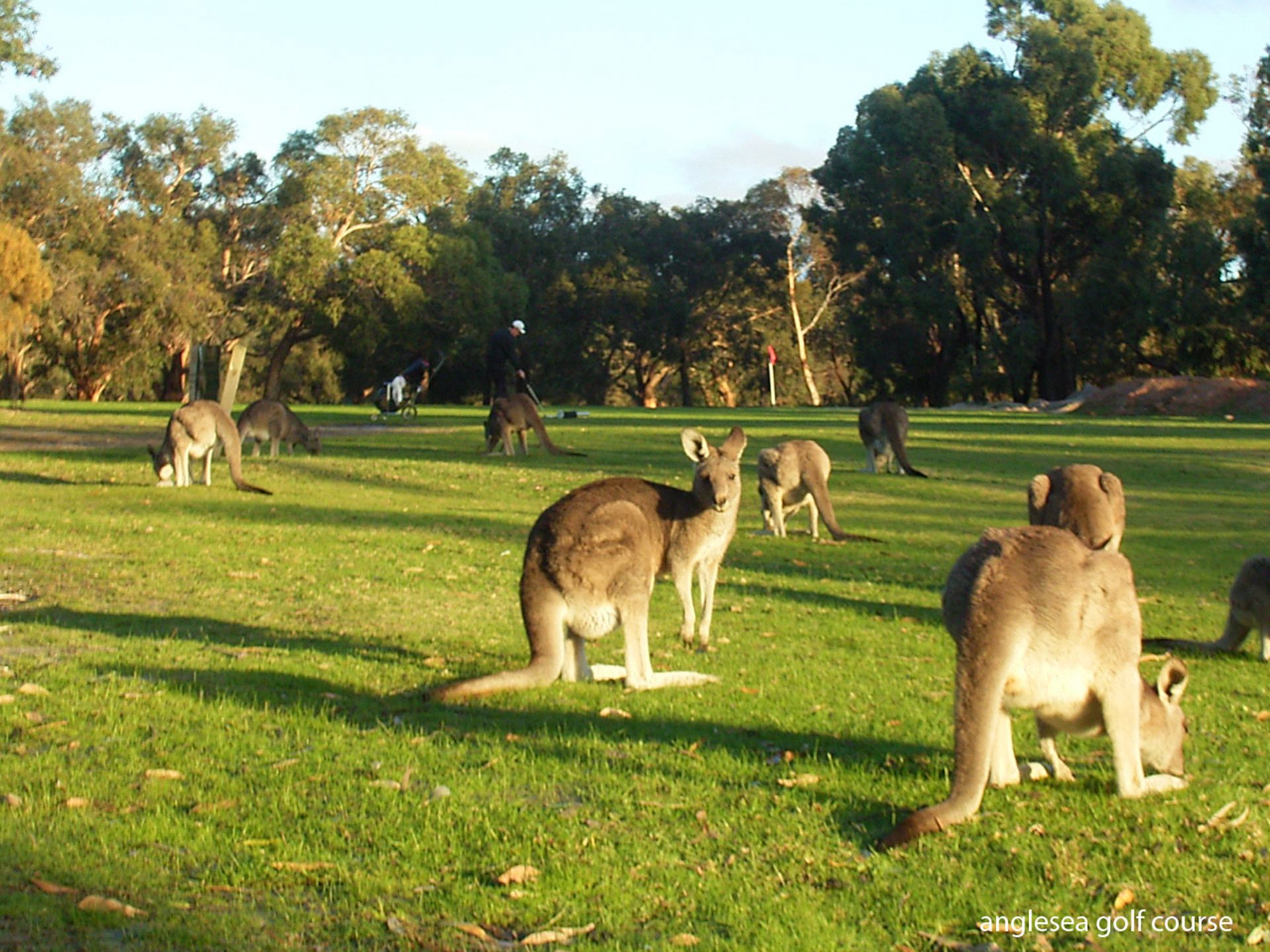 1A McMahon Avenue, Anglesea - Thumbnail 8