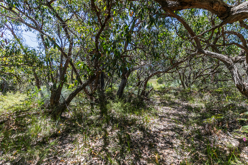 49 Boyd Avenue MOGGS CREEK VIC, Moggs Creek - Thumbnail 2