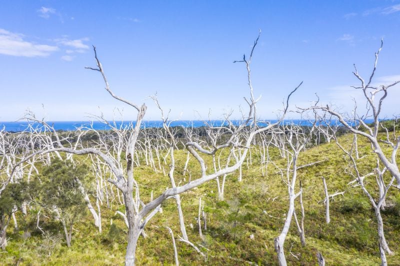 1010 Lighthouse Road, Cape Otway, VIC, Cape Otway - Thumbnail 6
