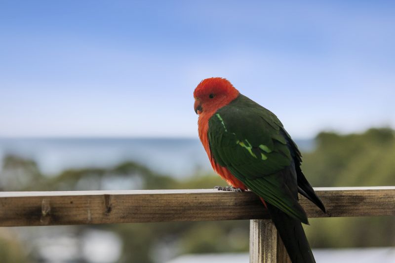 55 Polwarth Road, Lorne, VIC, Lorne - Thumbnail 8