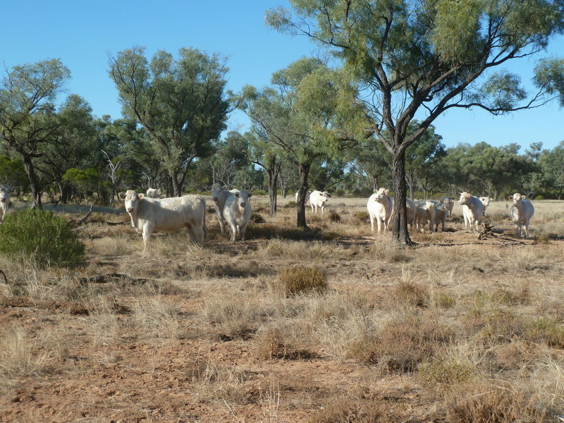 For Sale By Owner Quilpie QLD 4480 446 Nickavilla Road