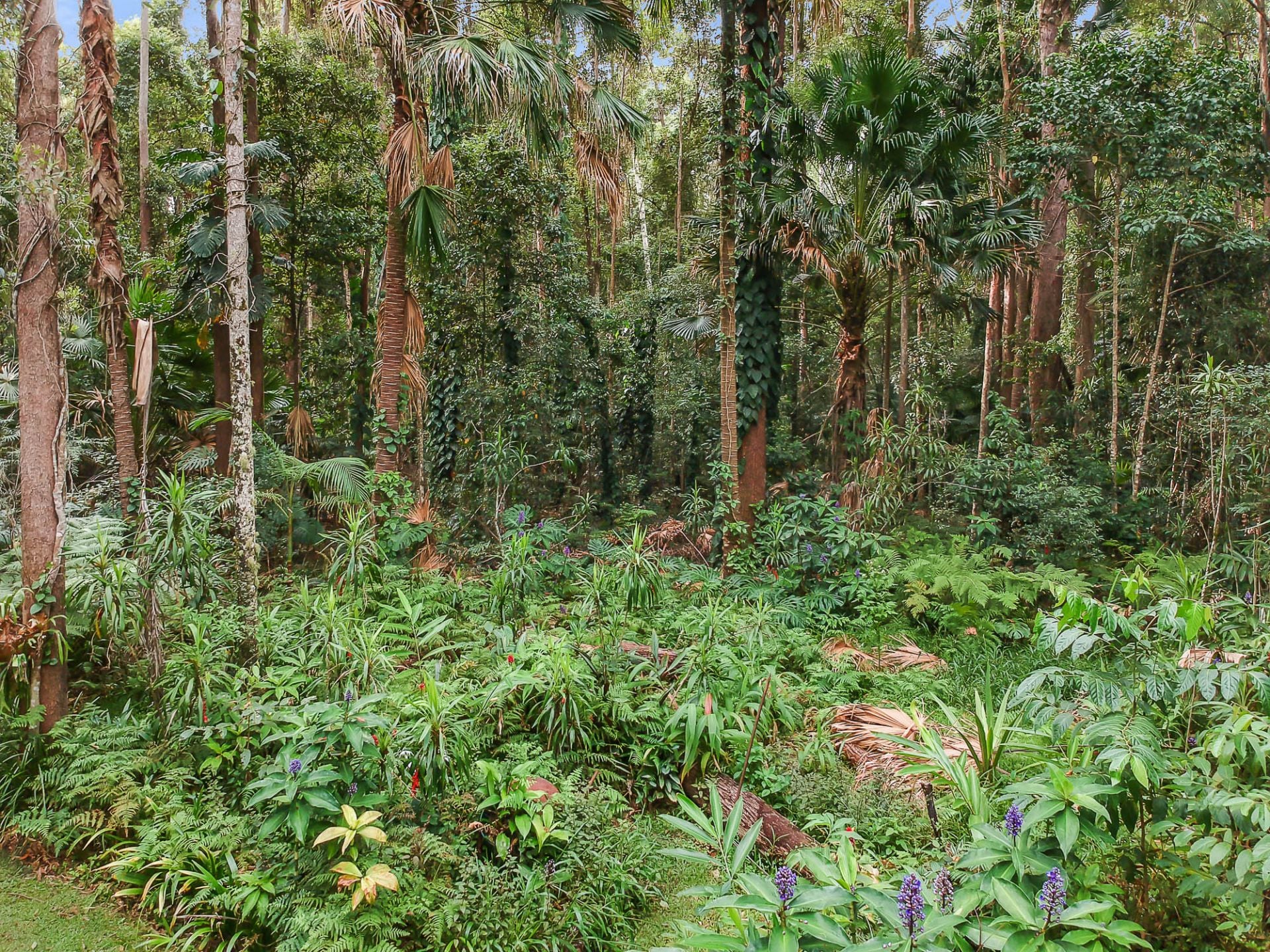 271 Mcgilchrist Road Palmwoods QLD, Palmwoods - Thumbnail 8