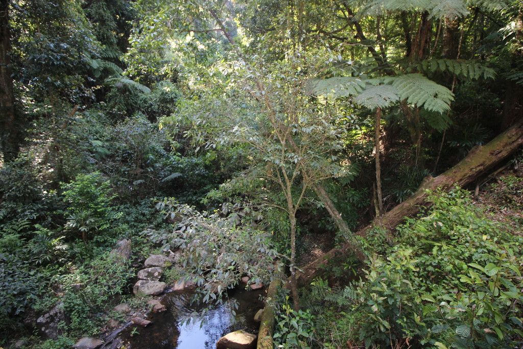 , BIRDWOOD NSW 2446