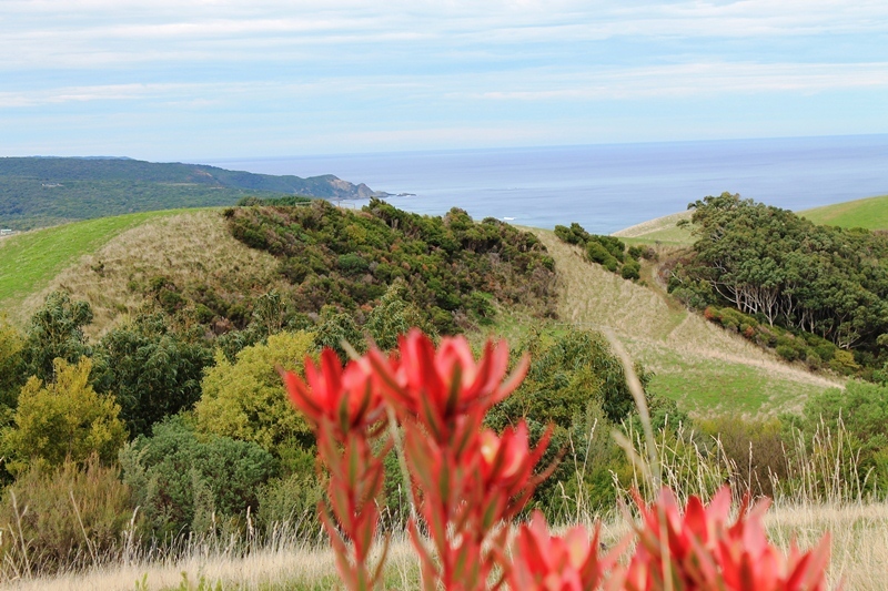 625 Blue Johanna Road, Johanna, VIC, Johanna - Thumbnail 2
