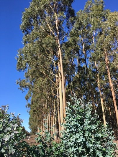 Blue Gum Forestry Farm near Albany WA