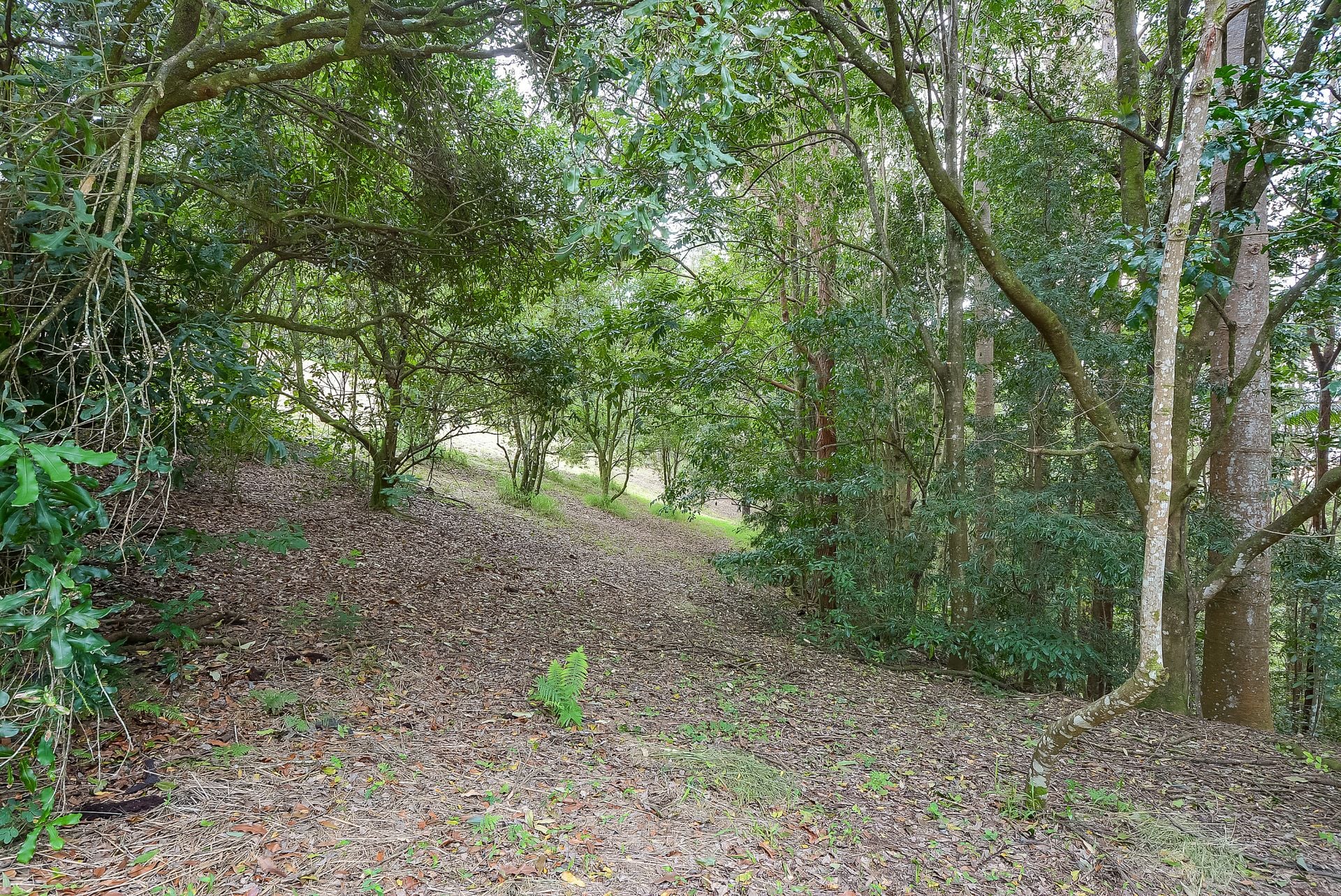 418 Upper Landershute Road Palmwoods QLD, Palmwoods - Thumbnail 6