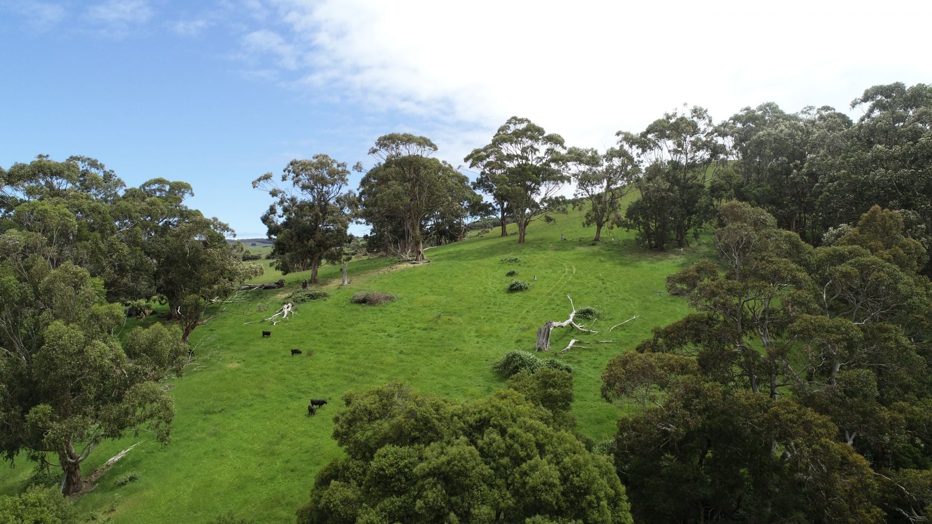 33 Tuxion Road, Apollo Bay - Thumbnail 4
